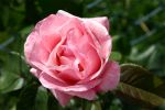 IMG_1680.jpg